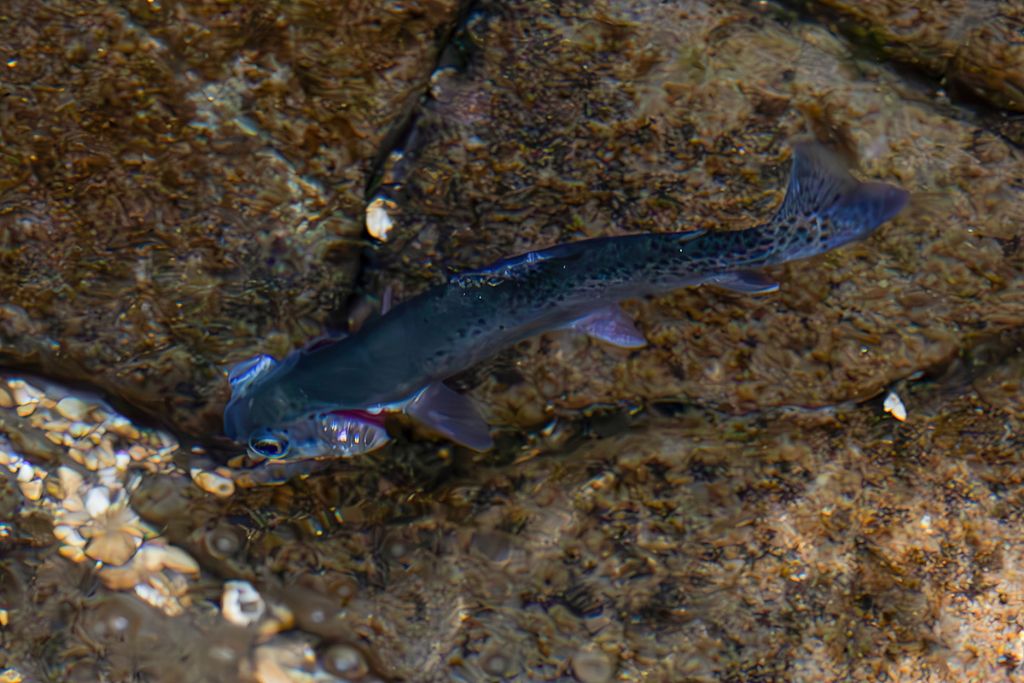 Trote nel torrente conteso